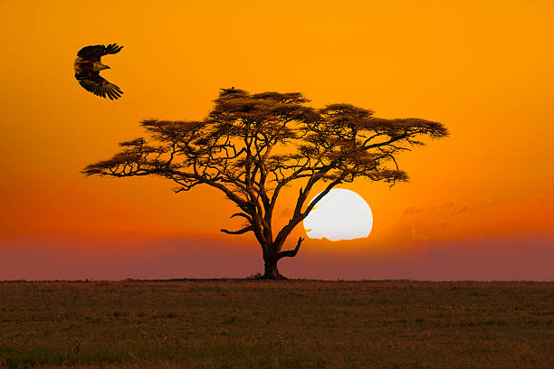 Ultimate Guide to Maasai Mara: Kenya's Wildlife Paradise