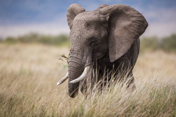 East Africa's Greatest Wildlife Spectacle: Your Ultimate Safari Guide