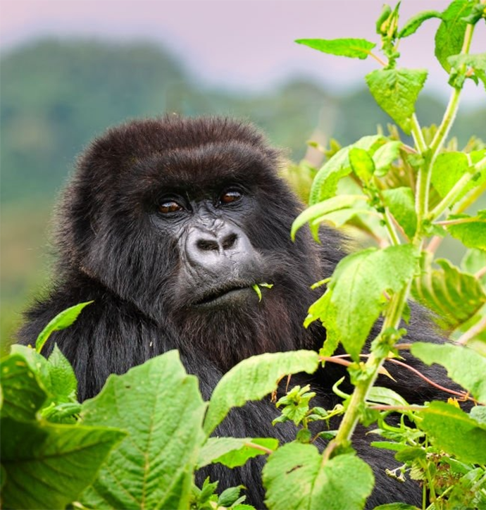 Rwanda
