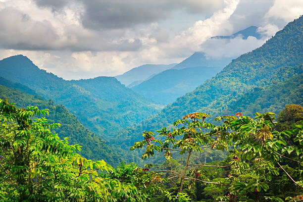 Bwindi Impenetrable Forest