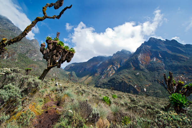 Rwenzori Mountains
