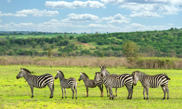 Akagera National Park