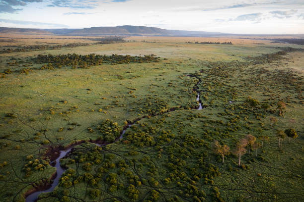 maasai mara